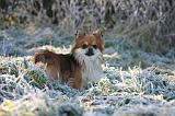 NEIGE - FROID 066